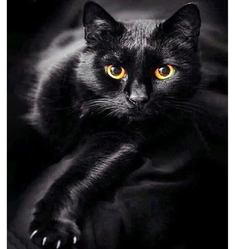 Diamond Painting Schwarze Katze 30x40 cm Produktbild 