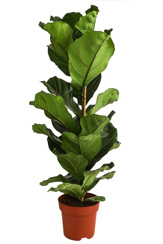 Dehner Geigenfeige, Ficus lyrata, imposantes Blattwerk, 80-90 cm, Ø Topf 21 cm, Zimmerpflanze