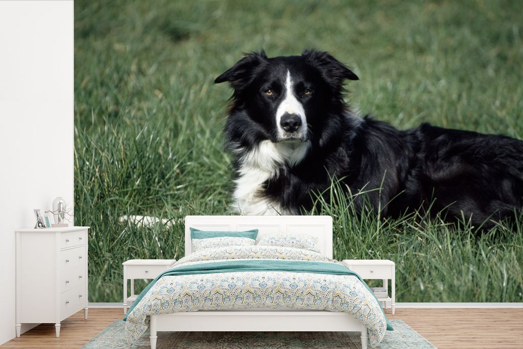 MuchoWow Fototapete für Wohnzimmer oder Schlafzimmer Wandtapete Vinyl Motivtapete Border Collie liegt im hohen grünen Gras - 330x220 cm - Fotot...