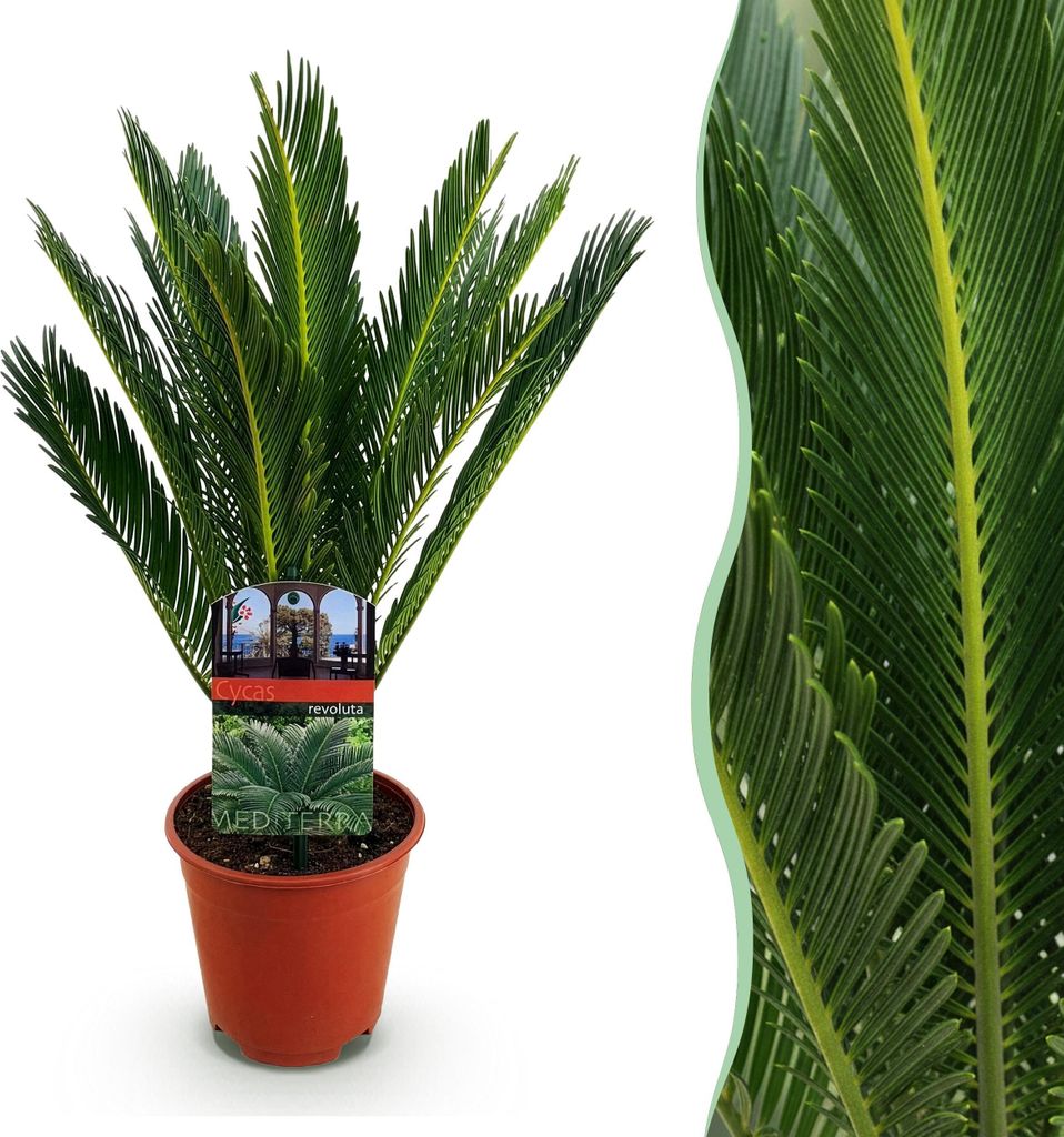 Green boutiQ - Zimmerpflanze - Cycas revoluta - Palmfarn - Wenig Pflege - Grün - 1 - Topf 14cm - Höhe 45-55cm