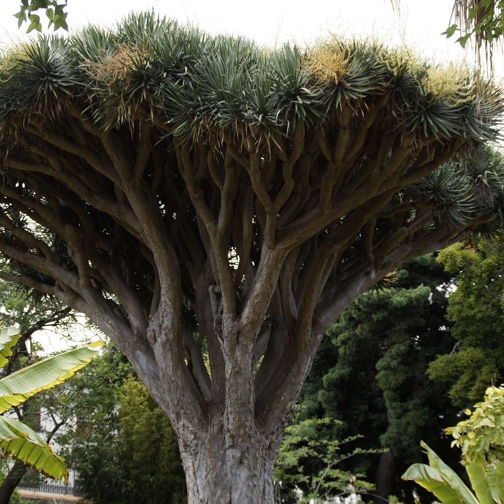 Albero del sangue di drago (Dracaena draco) - 5 semi Immagine del prodotto 