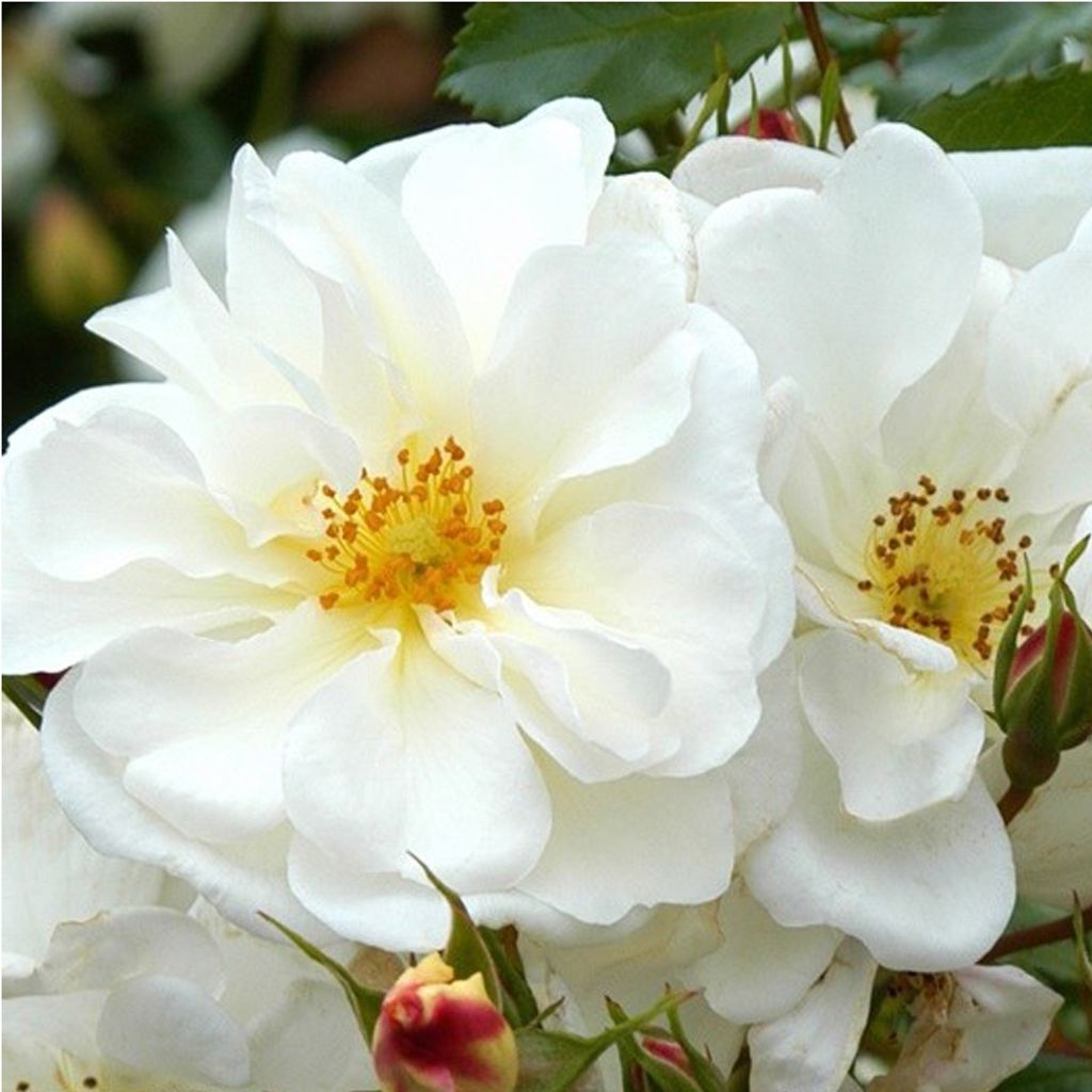Rose  - Kordes Rigo-Rose - Rose « Diamant » Image du produit 