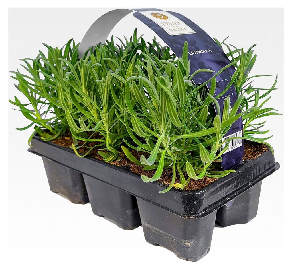6x Winterharte Lavendel Pflanzen - Lavandula Angustifolia Set - Duftende Balkon- und Gartenpflanzen für Beete und Kübel