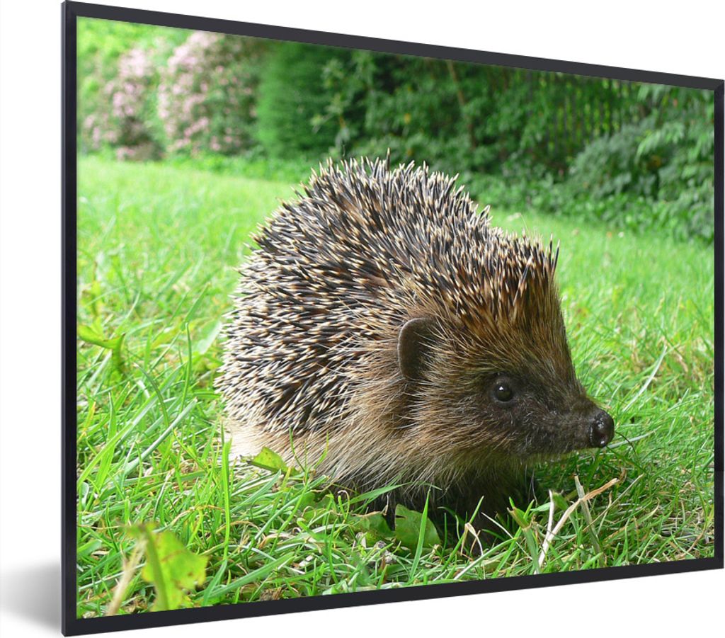 MuchoWow Gerahmtes Poster Igel im Garten 80x60 cm - Poster mit Schwarzem Bilderrahmen Wandposter Rahmen Foto Bilder - Schwarzem - Mit Gestell
