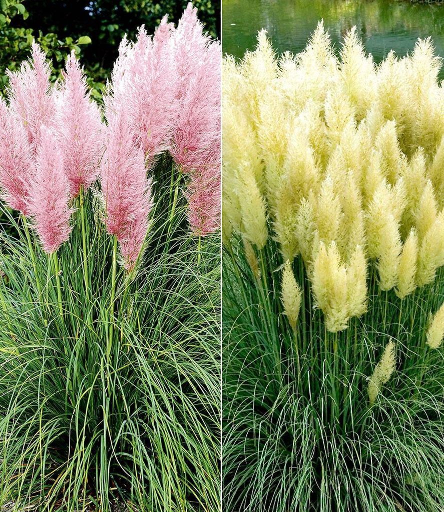 BALDUR Garten 6er Pampasgras Kollektion, Pflanzen im 9x9 cm-Topf, Cortaderia selloana, Set bestehend aus je 3 Pflanze, rosa und 3 Pflanze, weiß, b...