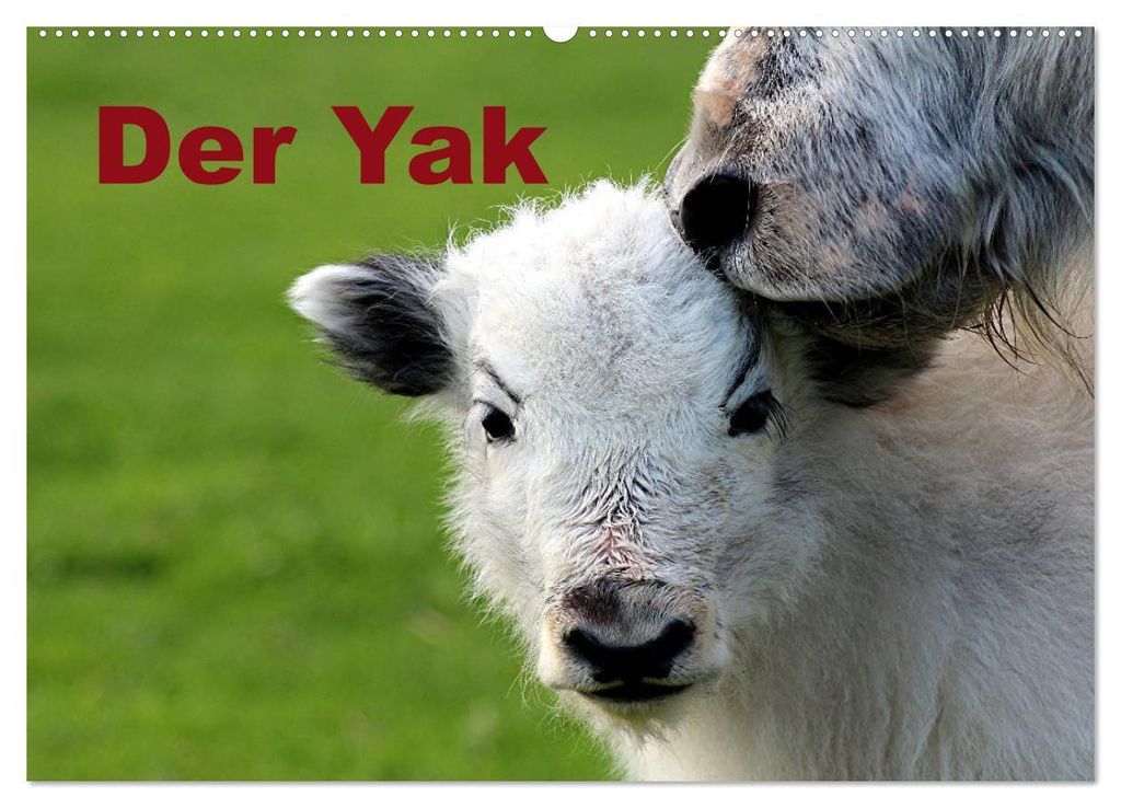 Der Yak (Wandkalender 2027 DIN A2 quer), CALVENDO Monatskalender