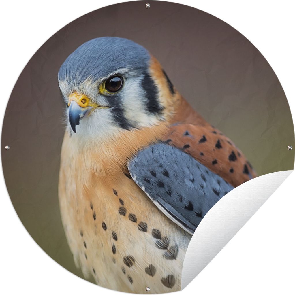 MuchoWow Gartenposter Outdoor-Poster Rund Vogel - Makro - Blau Ø 90 cm Gartendeko Rundes Poster draußen