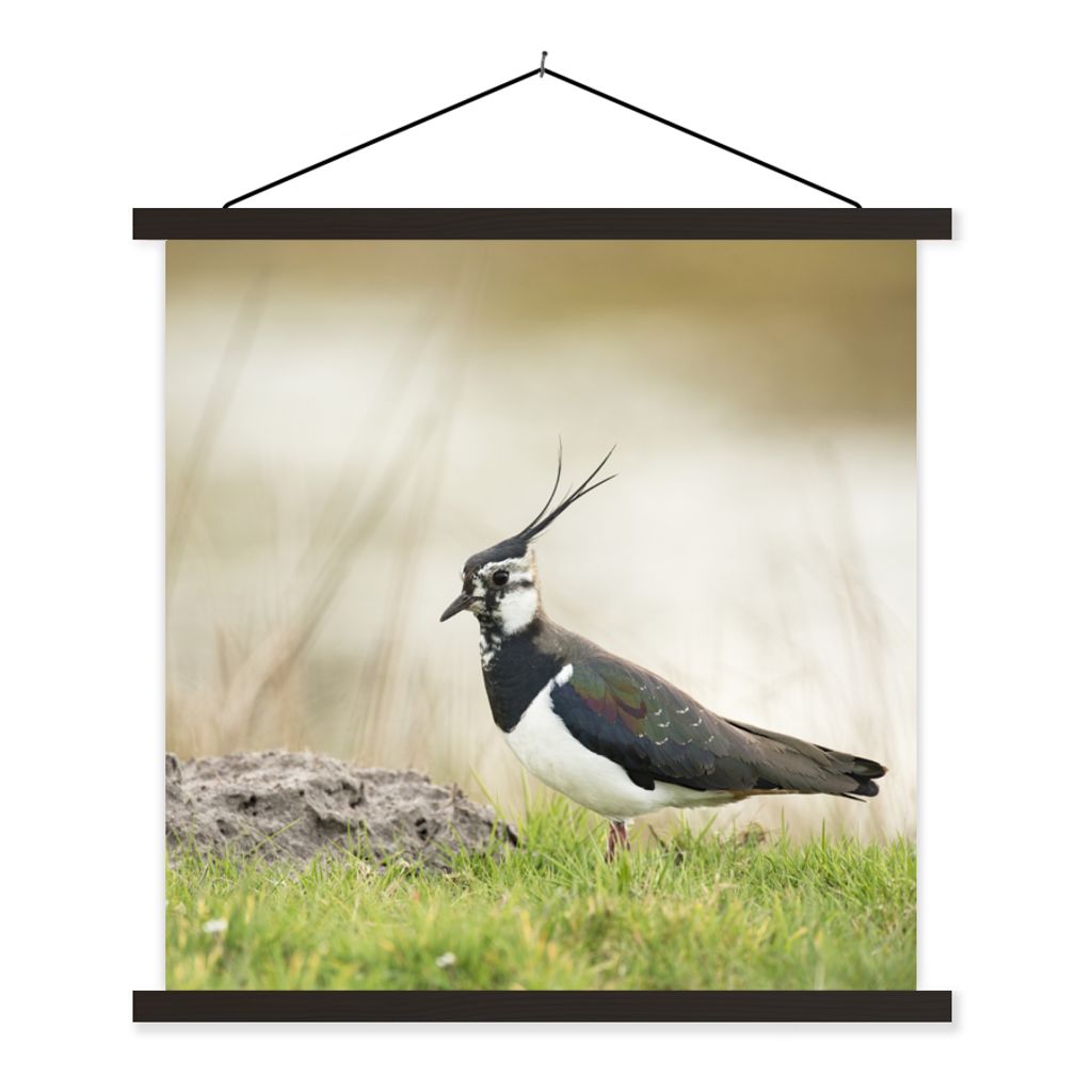 MuchoWow Textilposter Vogel - Gras - Tiere - Natur - Kiebitz 120x120 cm mit schwarzem Rahmen - Aufhängungsset