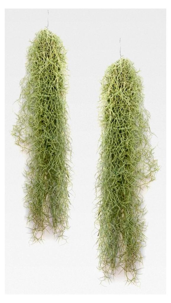 Luftpflanze Tillandsia Usneoides - Feenhaar Weiß - Hängende Tillandsie - Hängepflanze - Hängedekoration - Luftpflanzen Hängend - Feenhaar Wei...