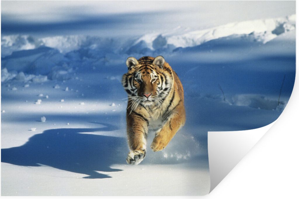 MuchoWow Wandtattoo Wandsticker Wandaufkleber Tiger - Schnee - Lauf 90x60 cm Selbstklebend und Repositionierbar - Aufkleber