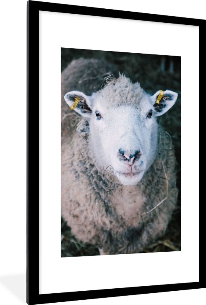 MuchoWow Gerahmtes Poster Schafe - Tiere - Rinder 60x90 cm - Poster mit Schwarzem Bilderrahmen Wandposter Rahmen Foto Bilder - Dekoration - Wandp...