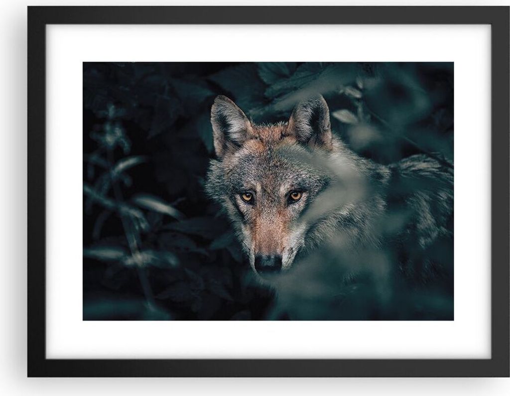 Gerahmtes Poster - Schwarzer Rahmen - Wolf Wald Raubtier - 40x30 cm - Wand Bild - Wanddeko - Wandbilder - Kunstposter - Wandposter - Bilderrahmen -...