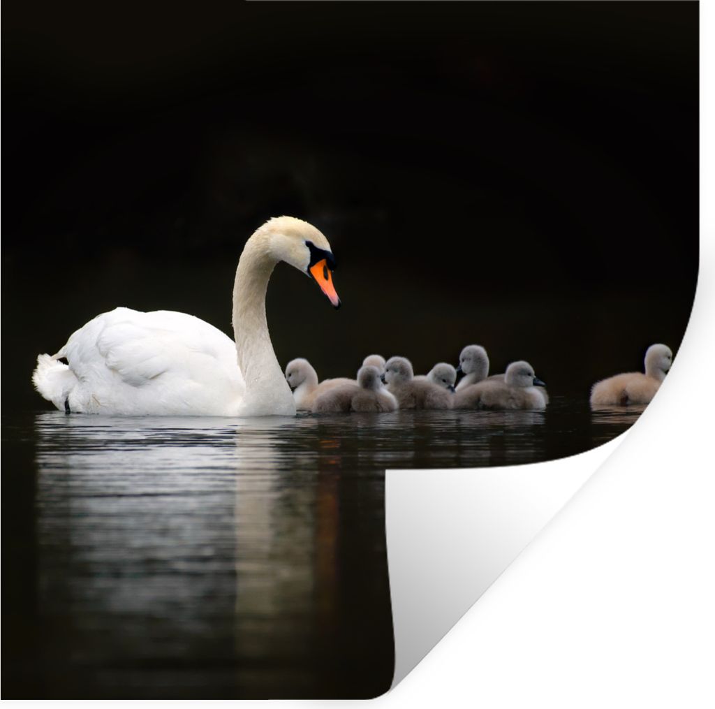 MuchoWow Wandtattoo Wandsticker Wandaufkleber Vögel - Schwan - Küken 100x100 cm Selbstklebend und Repositionierbar - Wierderverwendbar - Selbst...