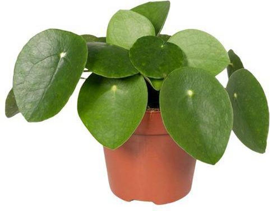 Chinesischer Geldbaum Pilea Peperomiodes (Aluminium-Pflanze) Zimmerpflanze Ø12cm