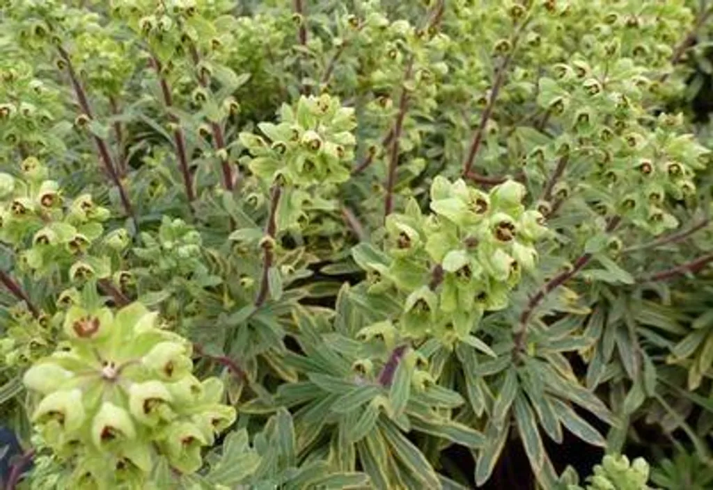 Euphorbe Ascot Rainbow au feuillage persistant - 6 Plantes en pot 9cm