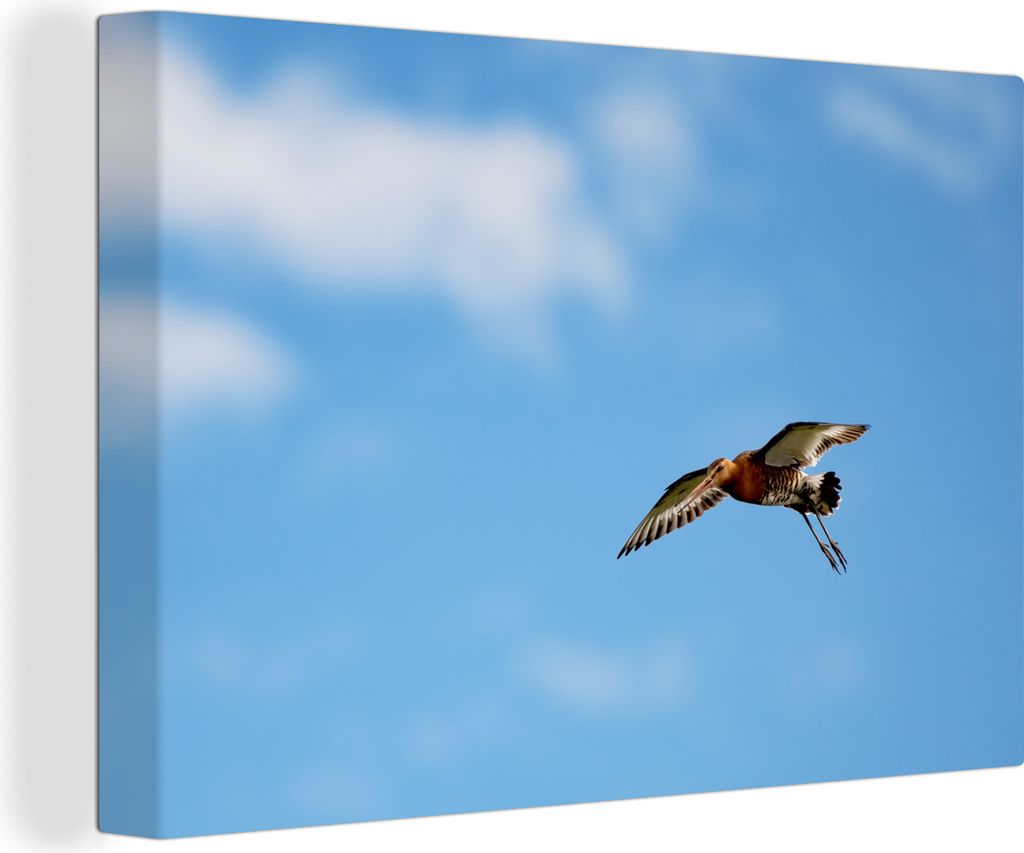 OneMillionCanvasses - Leinwandbilder - 140x90 cm, Eine Uferschnepfe fliegt durch die Luft, Wandbilder Kunstdruck Wanddekoration - Foto auf Leinwa...