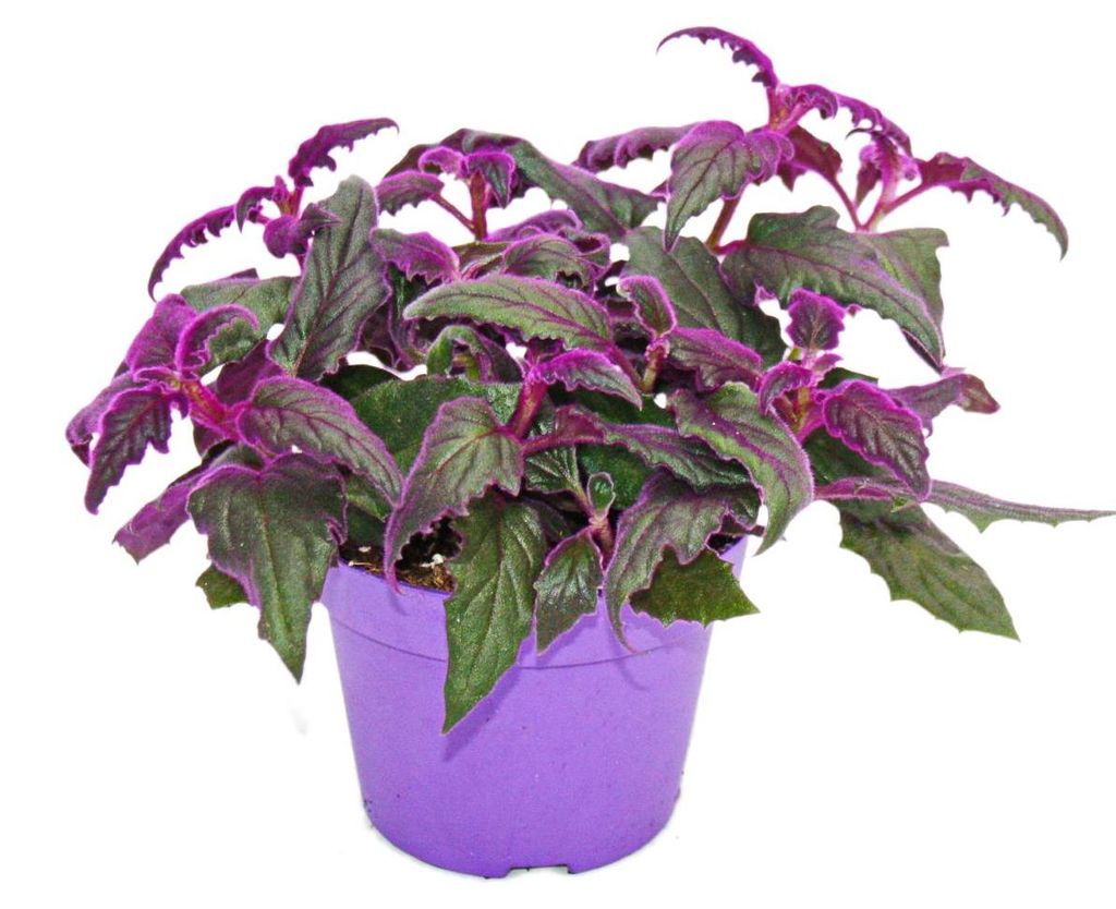 Gynura Purple Passion - Sametový list - Sametová kopřiva - Obrázek produktu 