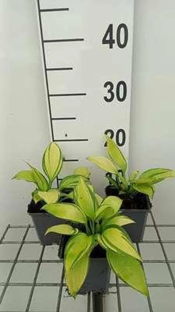 Hosta hybr. June en lot de 6 plantes vivaces en pots de 9x9 cm