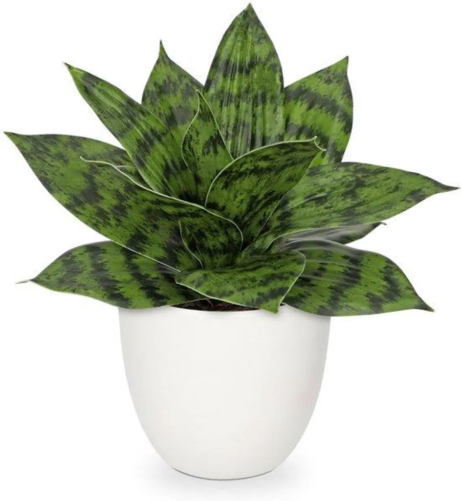 Petite Sansevieria artificielle pour décoration bureau et étagère