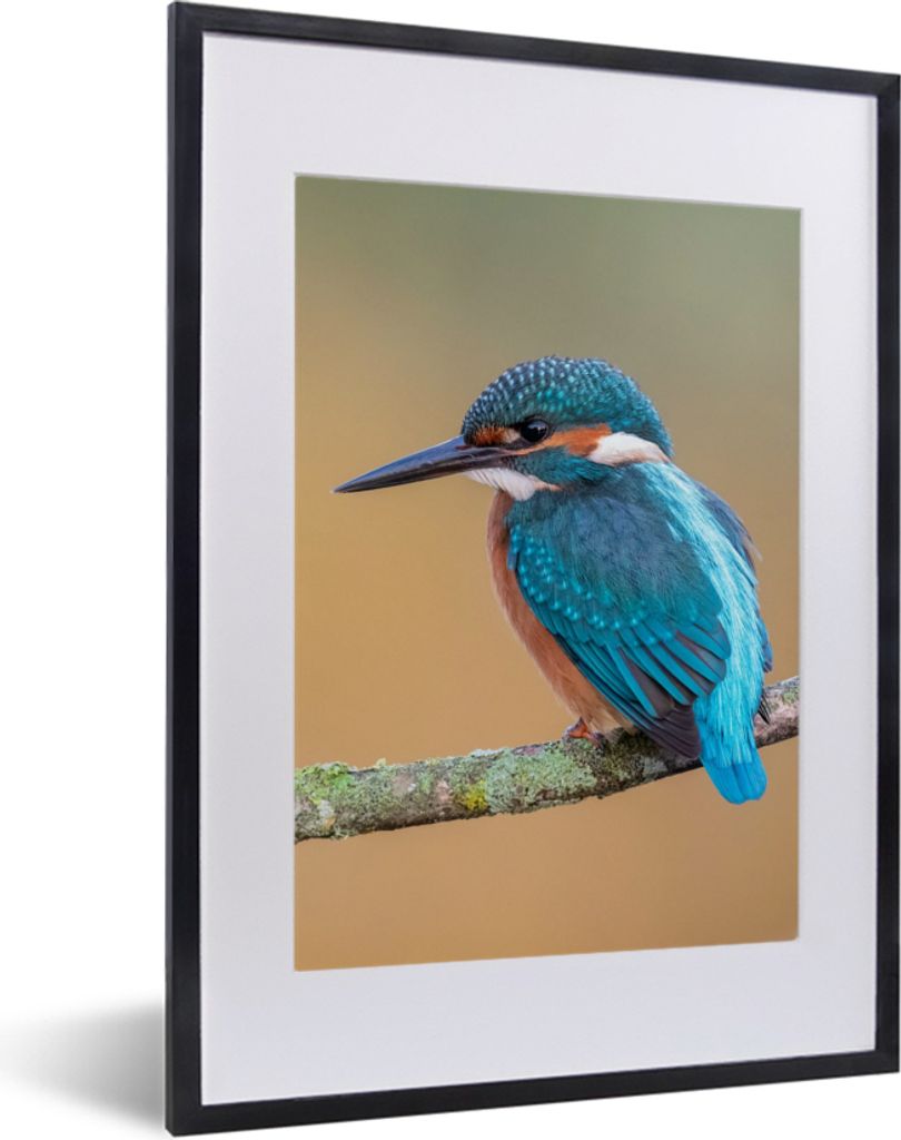 MuchoWow Gerahmtes Poster Vogel - Eisvogel - Tiere - Zweig 30x40 cm - Poster mit Schwarzem Bilderrahmen Wandposter Rahmen Foto Bilder - Wandposte...