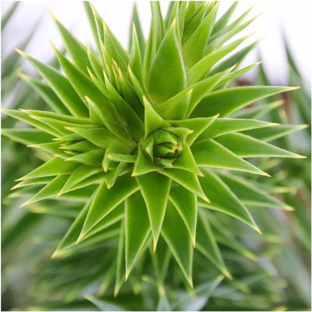 Chilenische Tanne – Araucaria araucana – Topfpflanze (19 Produktbild 