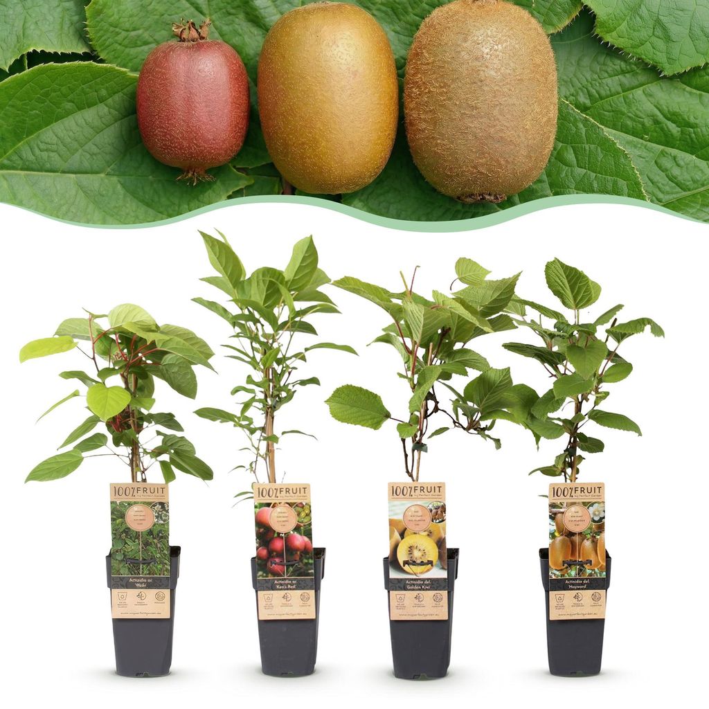 Green boutiQ - Obstpflanze - Actinidia Weiki & Hayward, Produktbild 