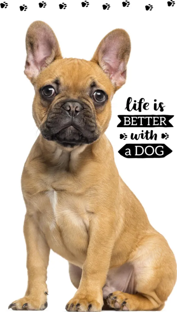 Asciugamano Design Bulldog Francese 30x50 cm | Spugna Soft-Touch