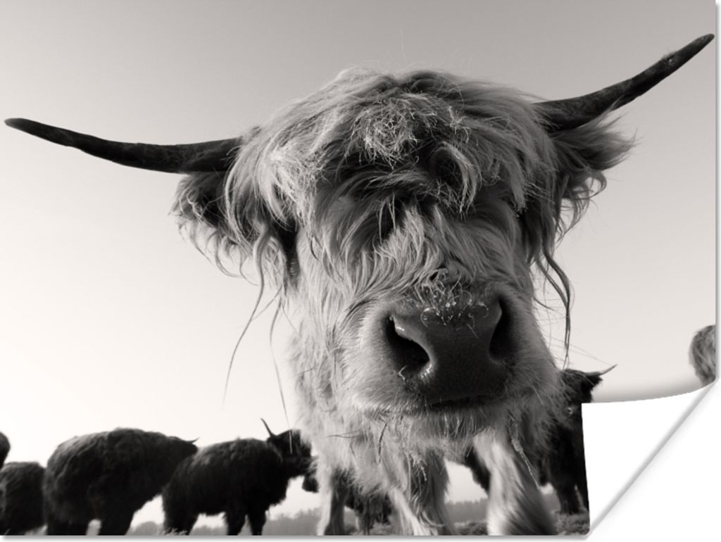 MuchoWow Poster Schottischer Highlander - Schwarz - Weiß - Tiere 40x30 cm - Plakate für die Wände - Poster Wohnzimmer