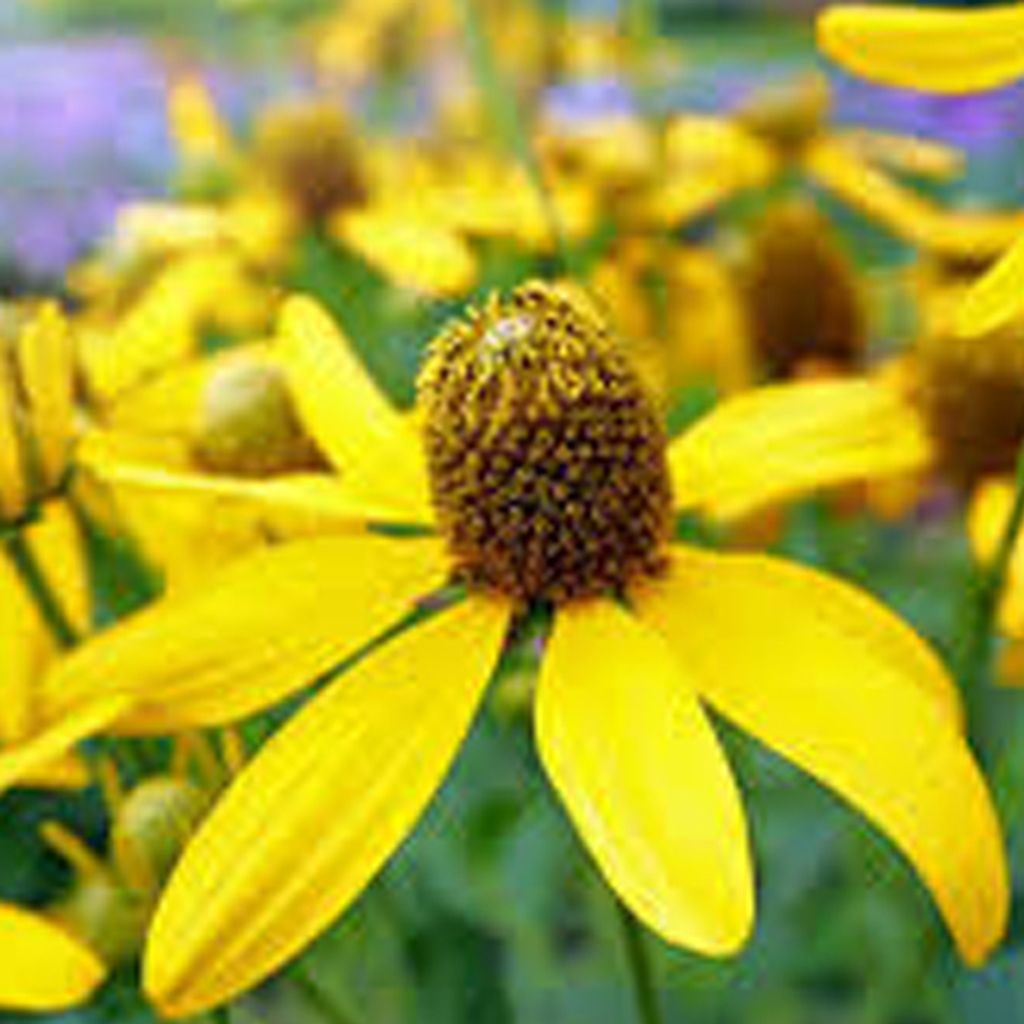 6 x Kvet ruďák (Rudbeckia nitida 'Herbstsonne') | Kvetináč Obrázok produktu 