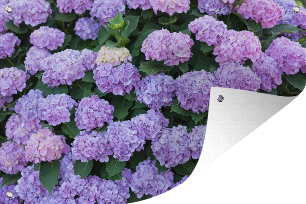 MuchoWow 60x40 cm Outdoor-Poster Gartendeko Sichtschutz Garten Poster für den Garten Hortensienpflanze
