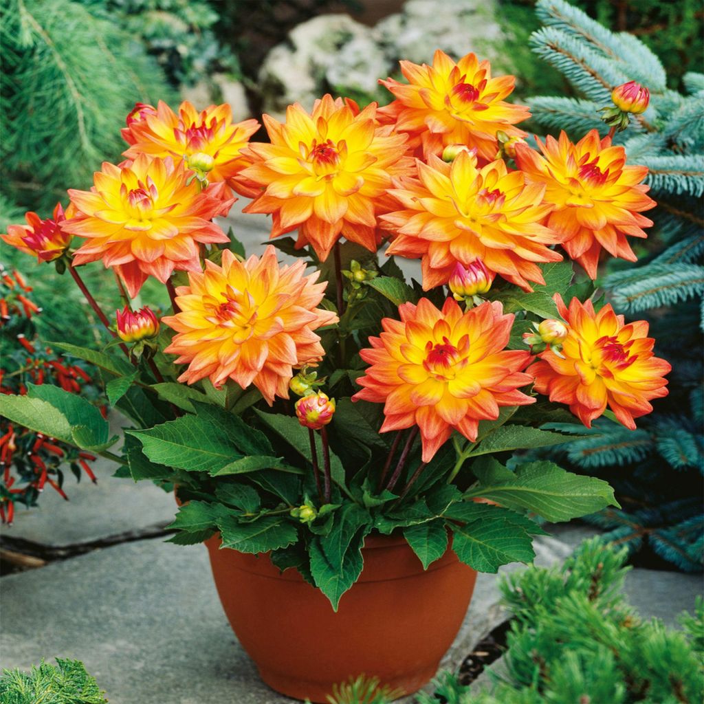 Dahlia Melody Dora 1 pièce Dahlias plants de dahlias plant Image du produit 