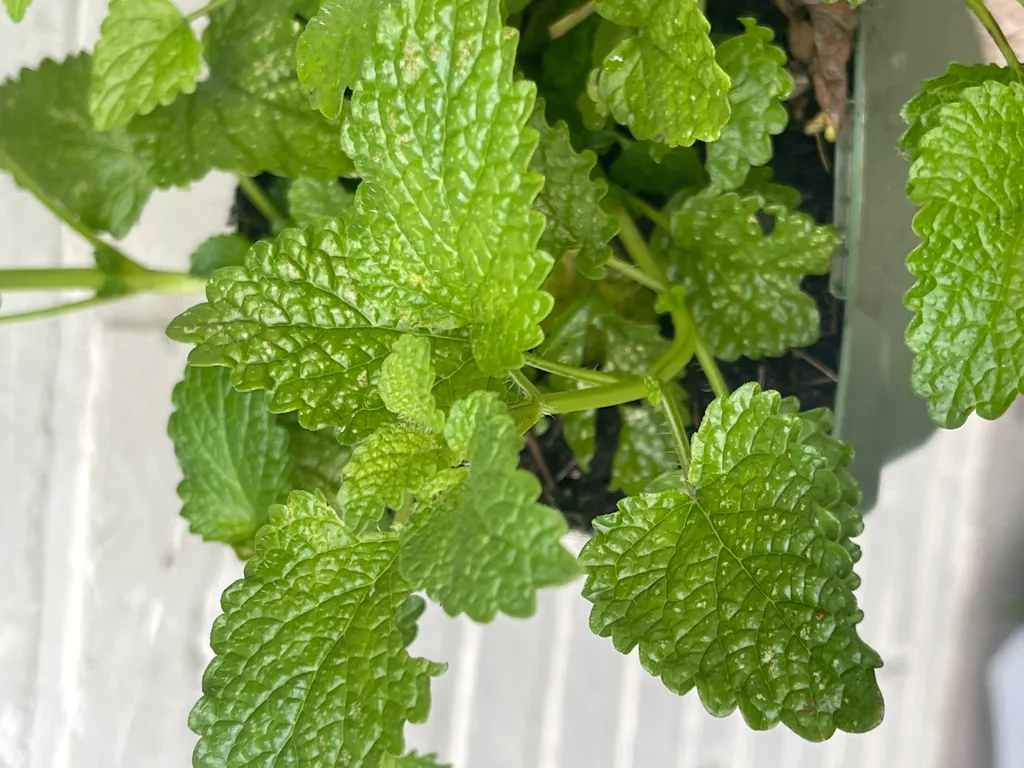 Mélisse citronnée Melissa officinalis contre moustiques - 6 pots