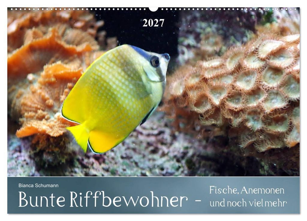 Bunte Riffbewohner - Fische, Anemonen und noch viel mehr (Wandkalender 2027 DIN A2 quer), CALVENDO Monatskalender