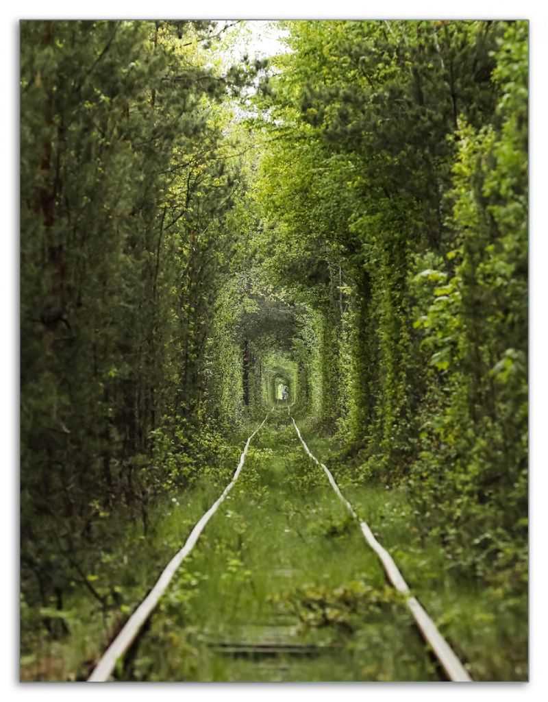Wallario Herdabdeckplatte aus Glas, Größe 40 x 52 cm 1-teilig, Motiv Verwunschener Tunnel aus Bäumen
