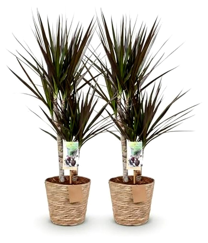 Zimmerpflanzen - Dracaena Magenta - Drachenbaum - Pflegeleicht - mit Korb - Rot - 2 Pflanzen - Topf 17cm - Höhe 70-80cm