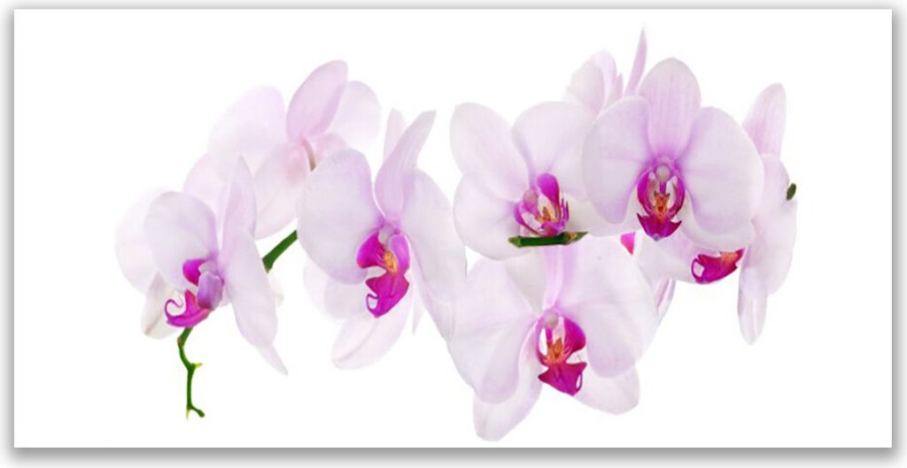 Tulup Leinwand-Bilder 120x60 Wandbild Canvas Kunstdruck Blumen Pflanzen