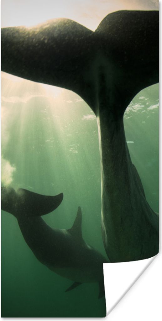 MuchoWow Poster Delfin - Wasser - Blau 20x40 cm - Plakat - Foto