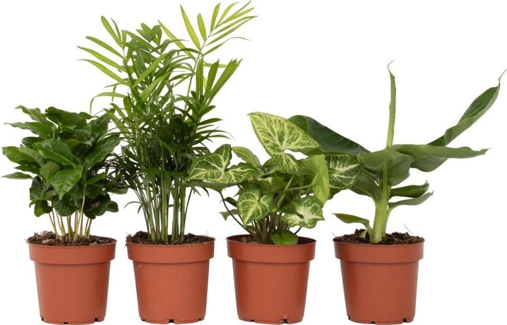 Vier Pflanzen - 4 Stk - Chamaedorea Musa Syngonium Coffea - Produktbild 