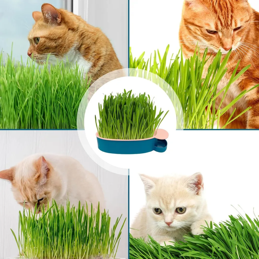 Plateau à algues herbe à chat et kit hydroculture pour semis - Vert
