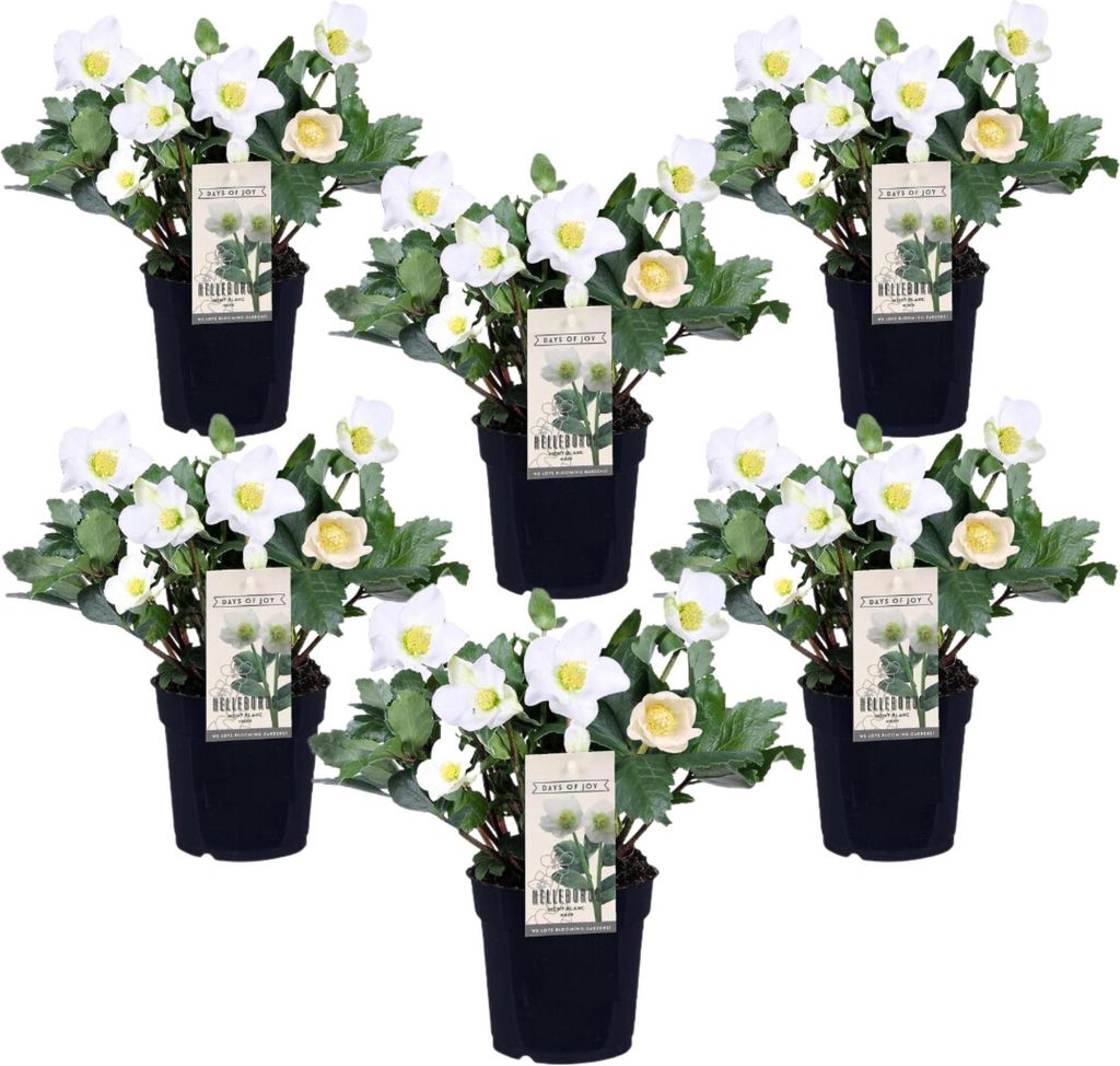 Christrosen - 6 Stk - Helleborus niger 'Mont Blanc' - Höhe Produktbild 