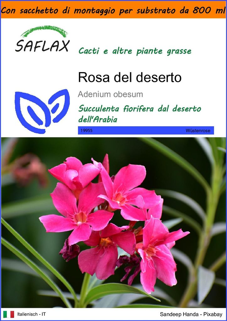 SAFLAX Garden in the bag - Rosa del deserto - 8 semi - Immagine del prodotto 