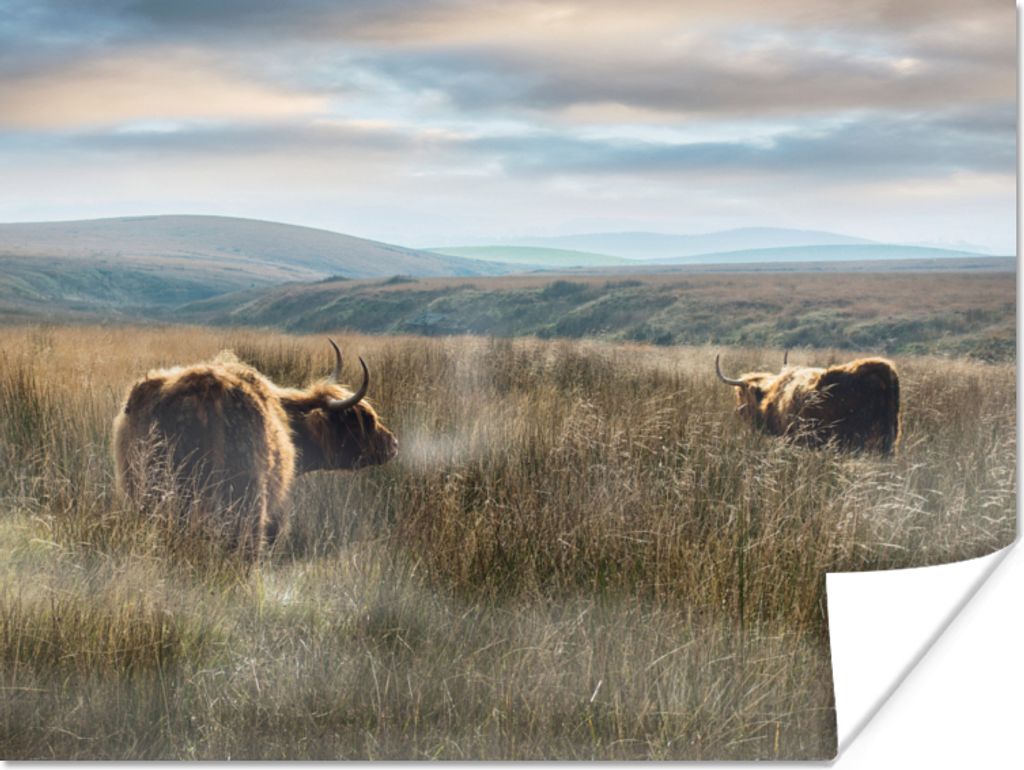MuchoWow Poster Schottische Highlander - Nebel - Gras 40x30 cm - Plakate für die Wände - Poster Wohnzimmer