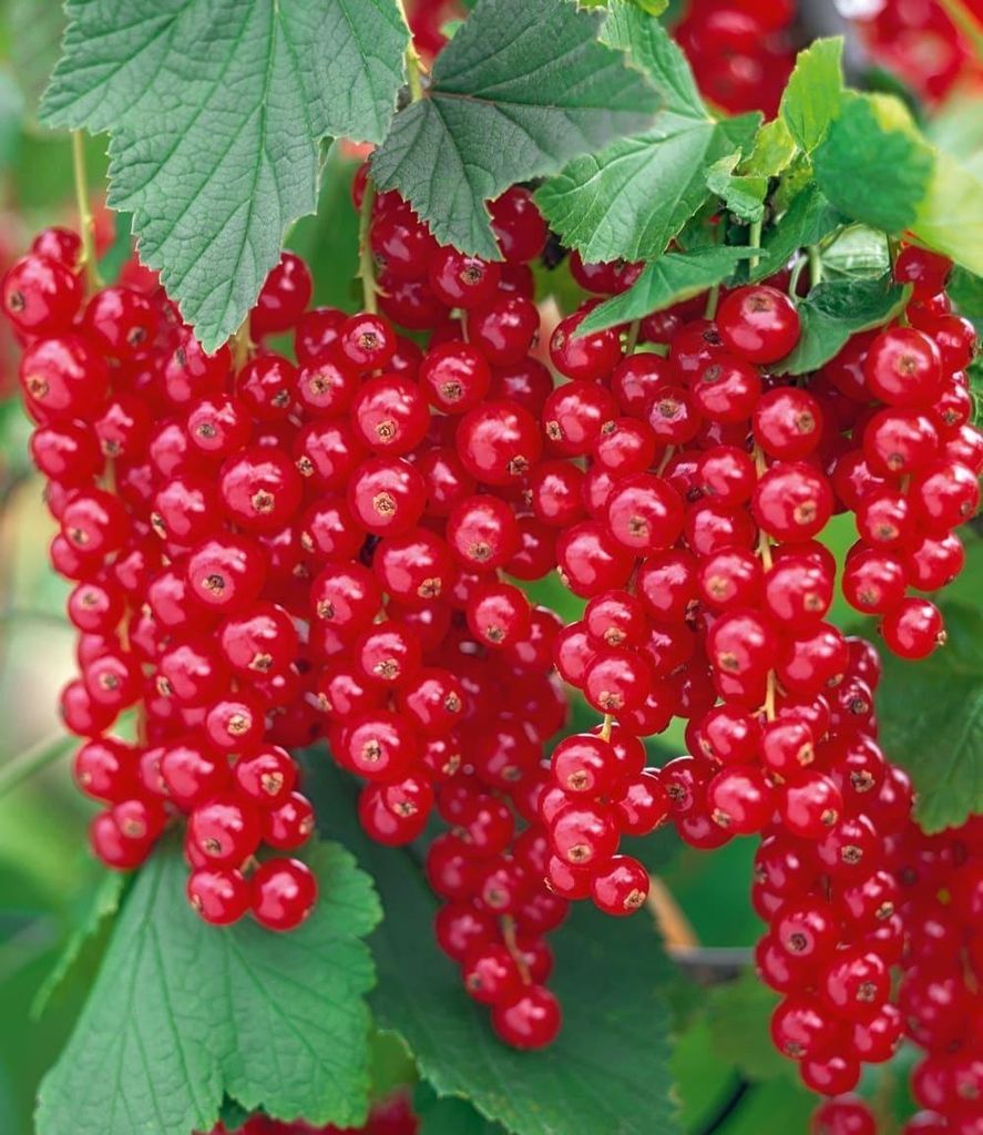 BALDUR Garten 1x Johannisbeere 'Rote Rovada', Pflanze im 2 Produktbild 