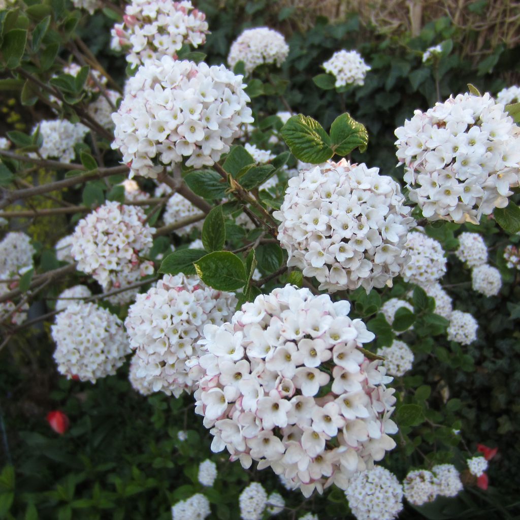 Großblumiger Schneeball - Viburnum carlcephalum | 60-80 cm in Container
