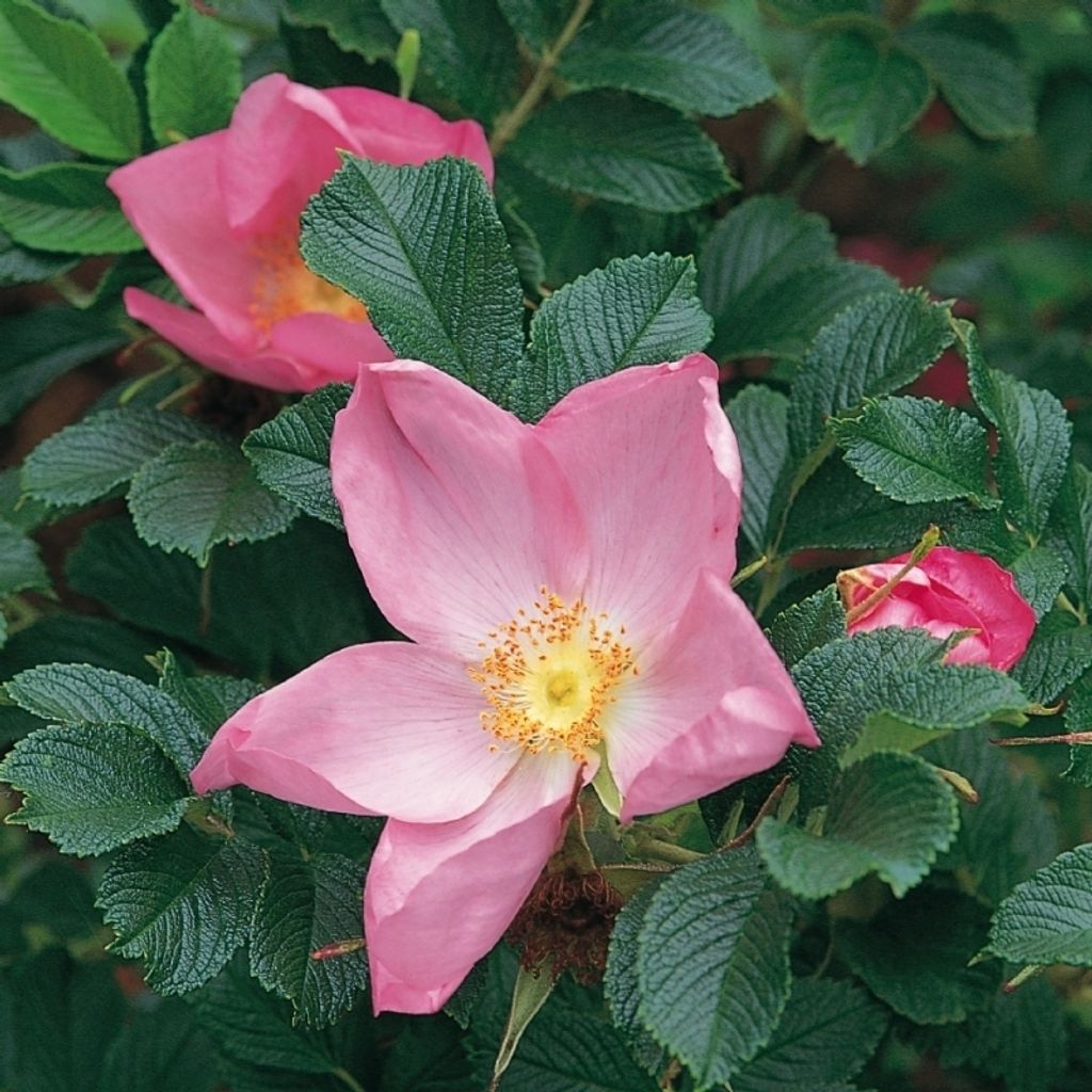 Bodendeckerrose Dagmar Hastrup, Rosa rugosa, Hastrup, 1914 - wurzelecht - Co. 5 L