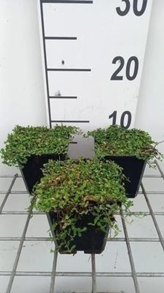 Alternative gazon Leptinella dioica Minima - Pack 6 plants tapissants
