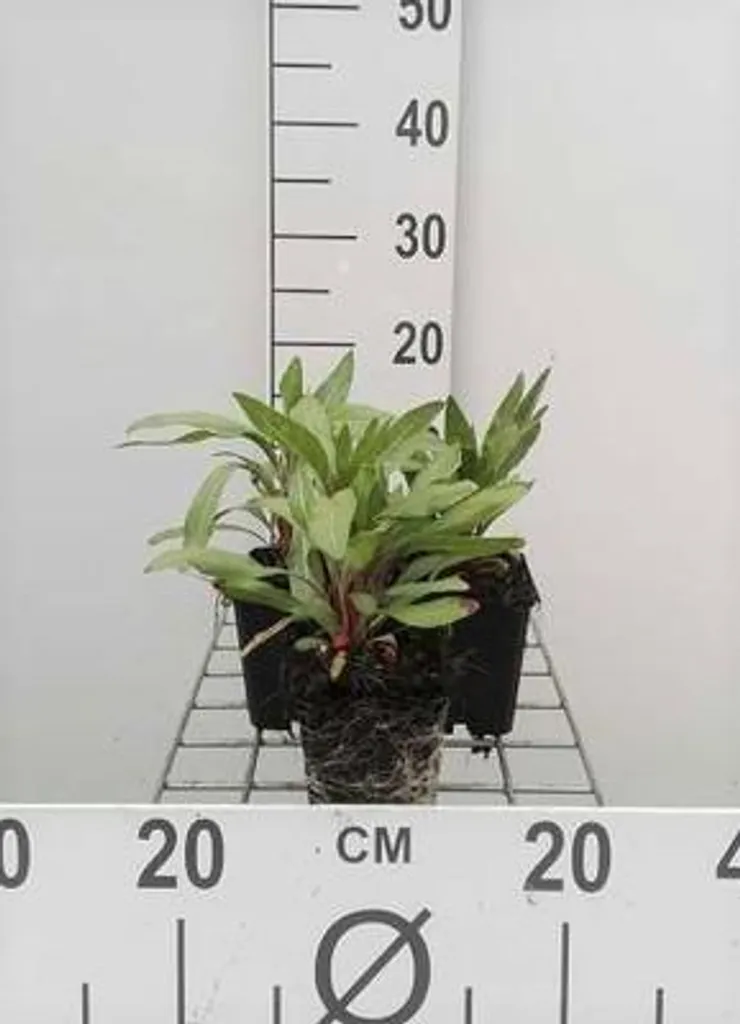 Lot de 6 Oenothera macrocarpa missouriensis en pots de 9x9 cm
