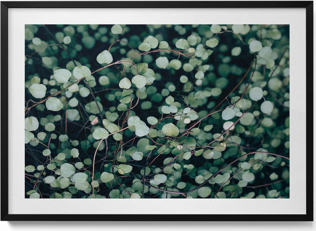 Herabhängende Blätter einer Pflanze– Wandbild mit Rahmen – Gerahmtes Bild – Wanddekoration – 100x70 cm – Schwarz Rahmen