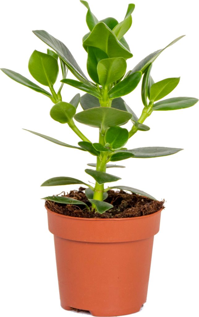 Bloomique - Clusia Rosea - Drzewo świnkowe - Roślina Zdjęcie produktu 