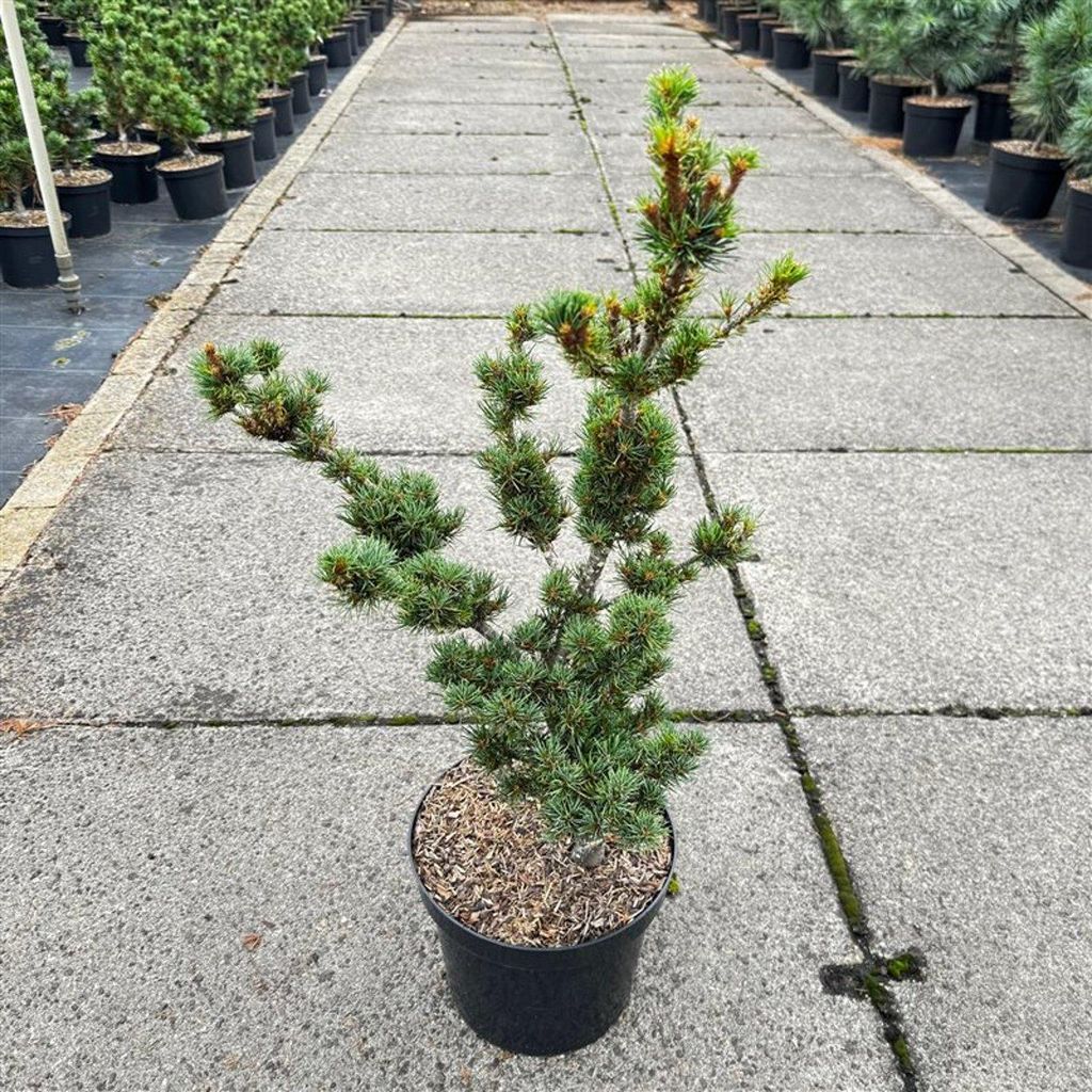 Pinus parviflora 'Kokonoe' - Japanische Mädchenkiefer | 40-50 cm im topf